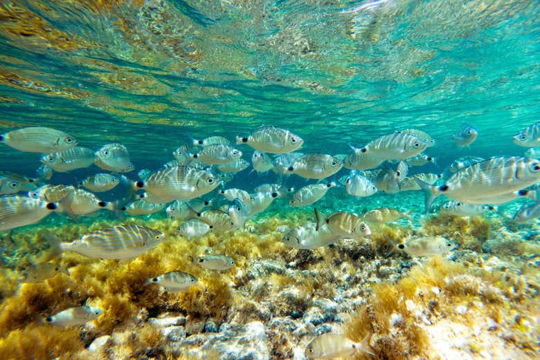 Alla scoperta della vita subacquea di Genova
