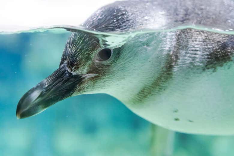 Pinguino dell'Acquario di Genova