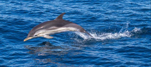 Avistamento de golfinhos em Giardini Naxos