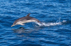Avvistamento di delfini a Giardini Naxos