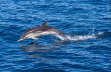 Giardini Naxos Dolphin Watching