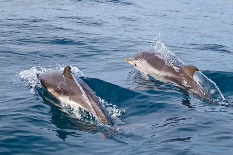 Avistando a una familia de delfines