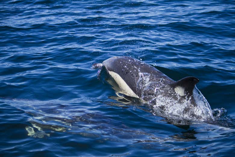 Avistamiento de delfines en Sicilia