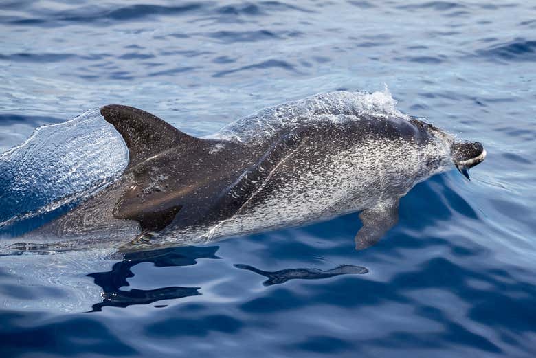 Un delfín nadando en aguas mediterráneas