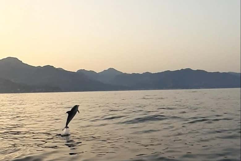 Dauphin dans la baie de Giardini Naxos