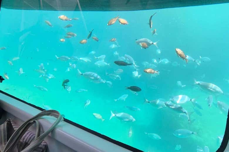 Biodiversidad de la costa de Taormina