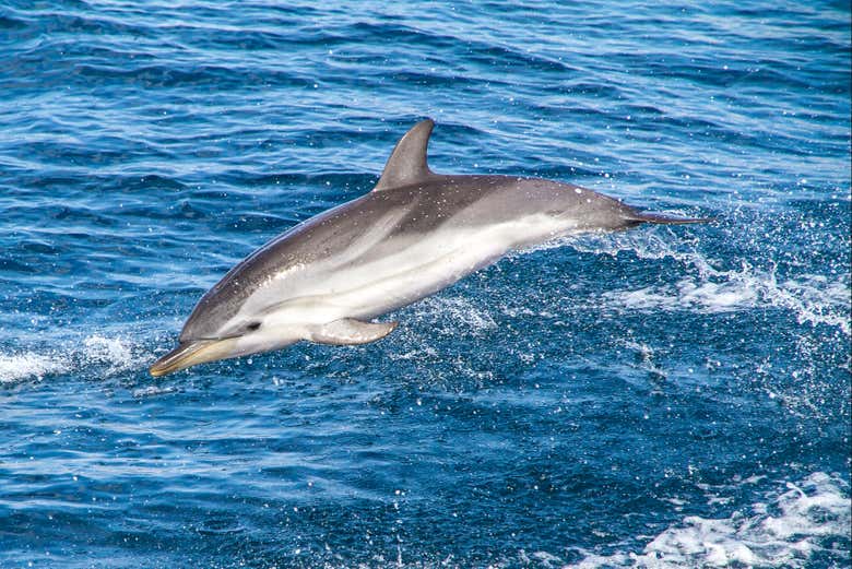 Viendo cómo los delfines saltan sobre el agua