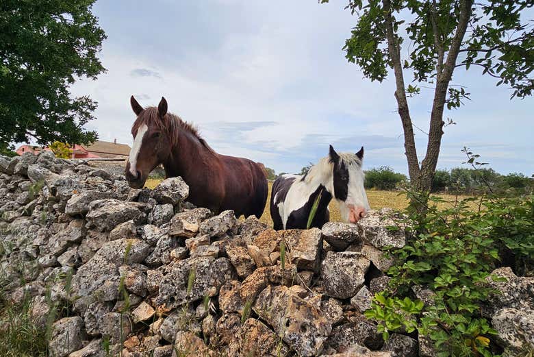 Spot beautiful farm animals along the way