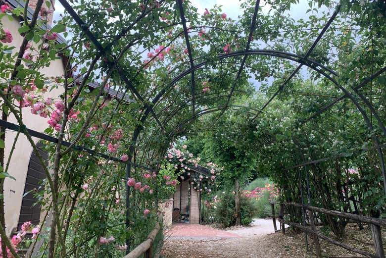 La roseraie du musée