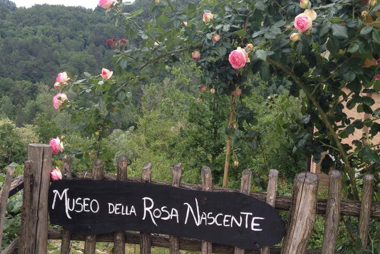 Museo della Rosa Nascente (Musée de la Rose Naissante), à Groppa