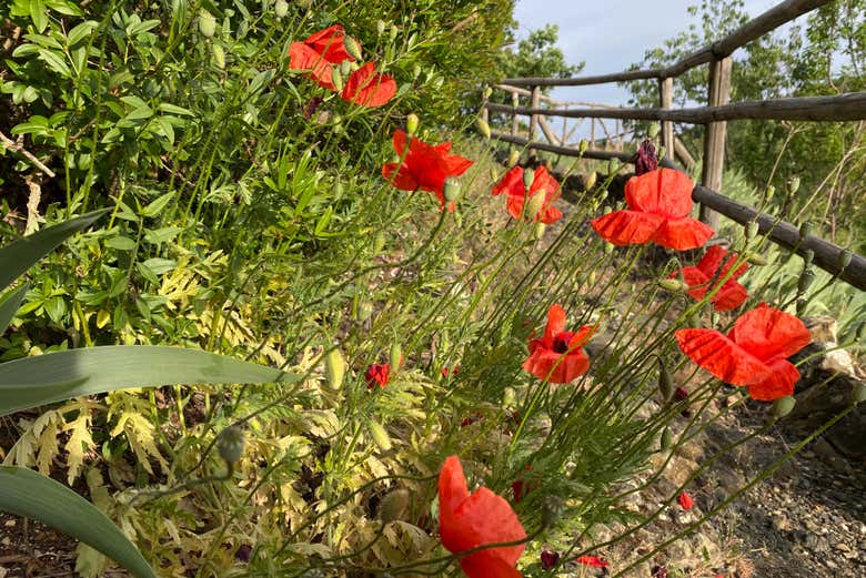 La flore des gorges de Vezzeno