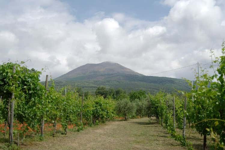 Les vignobles se trouvent au pied du Vésuve
