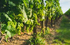 Visita a la bodega Fuocomuorto