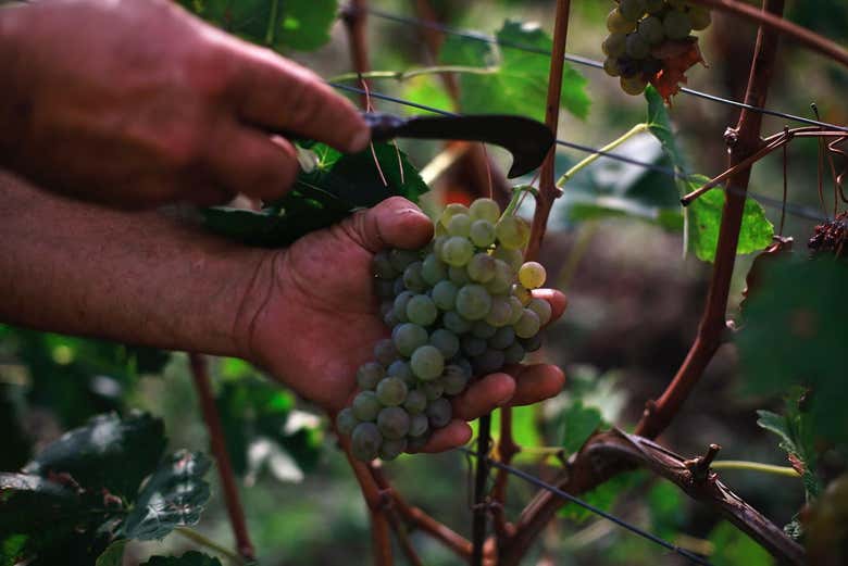 Ischia Vineyard & Winery Tour photo