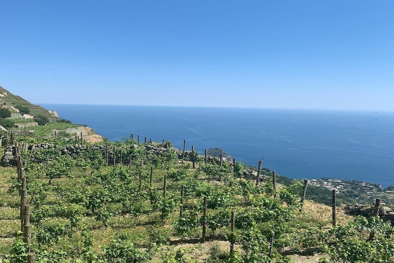 Viñedos de Ischia con el mar Tirreno de fondo