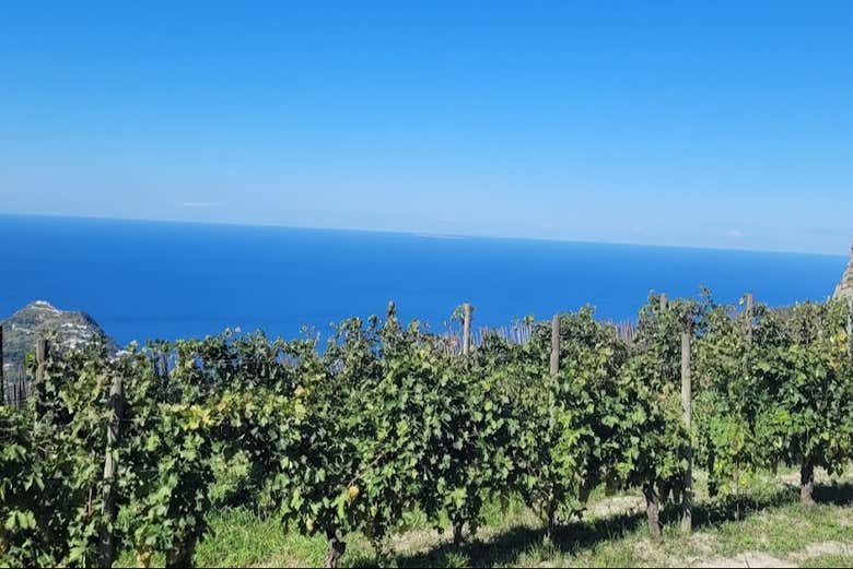 Ischia Vineyard & Winery Tour photo