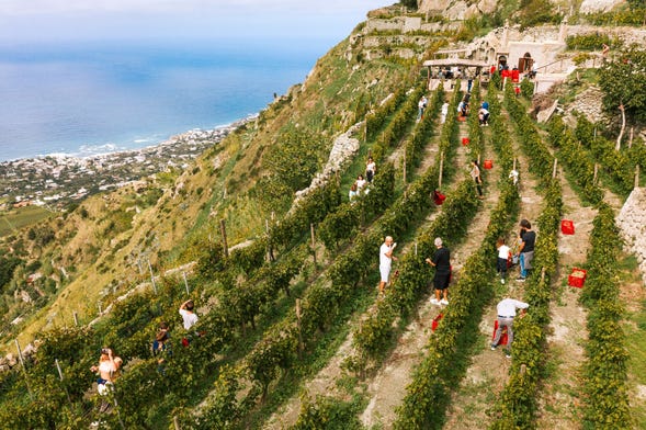 Tour de viñedos y bodegas por Ischia