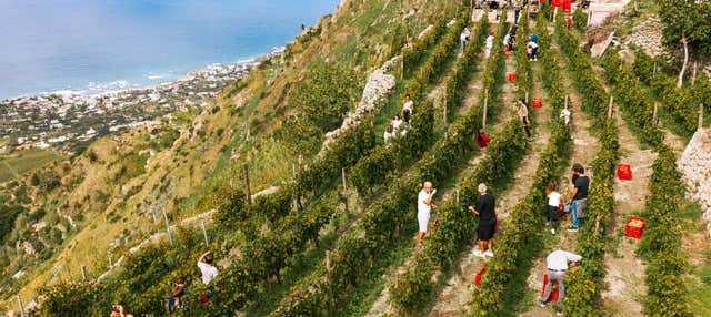 Visite des vignobles et des caves à Ischia