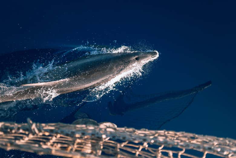 Delfino accanto alla nave pirata