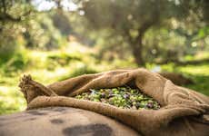 Visita a un olivar + Cata de aceite