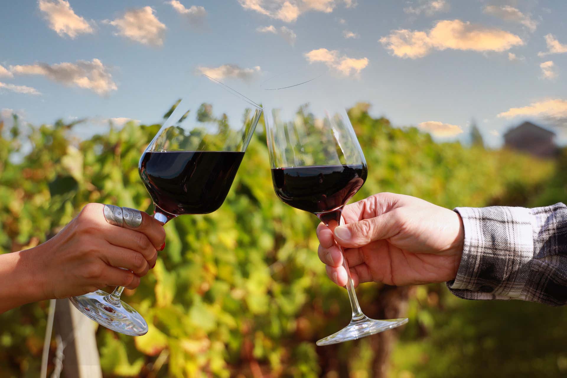 Dégustation de vins dans les vignobles de Lazise