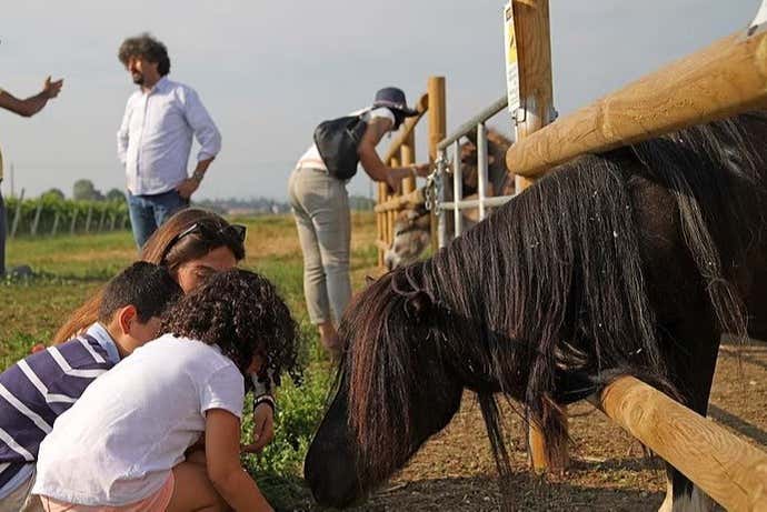 Gli animali della fattoria