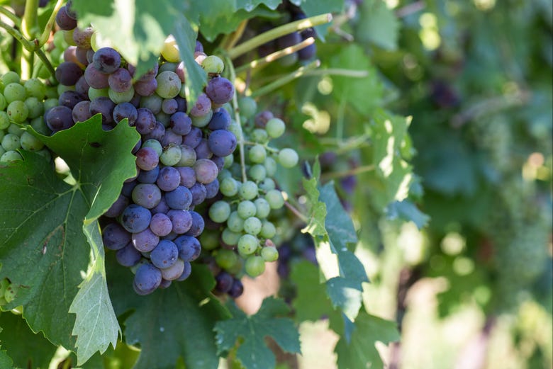 Les raisins des vignobles de Lazise