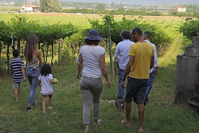 Visitando i vigneti
