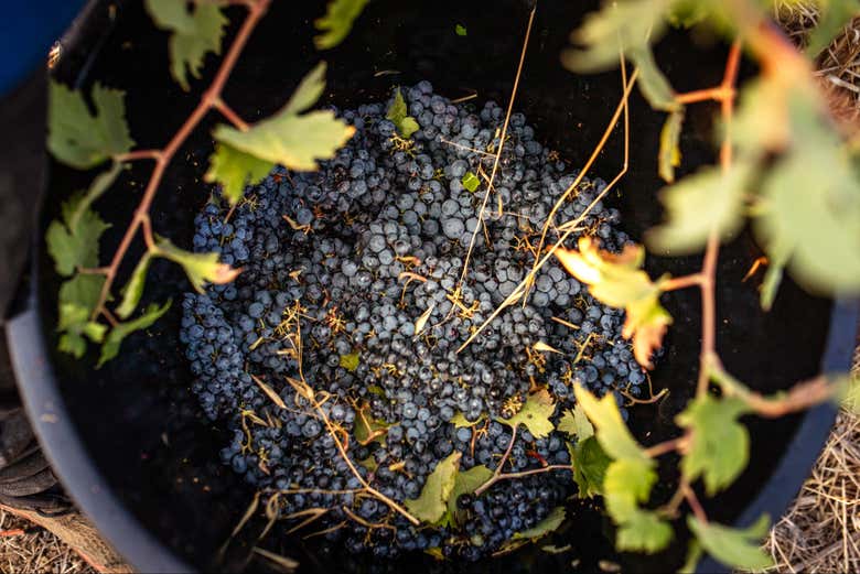Disfrutaréis de una cata de vinos locales