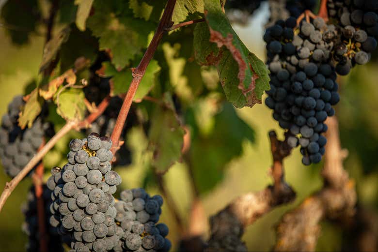 Explore the vineyards