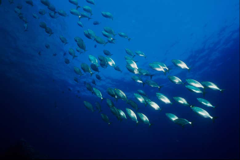 Un banc de poissons dans la Méditerranée