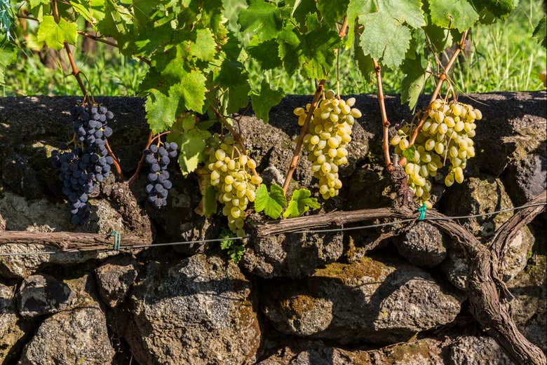 Raisins des vignobles