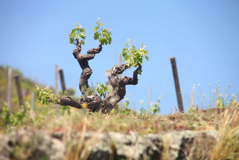 Vignes cultivées sur les sols volcaniques de l'Etna
