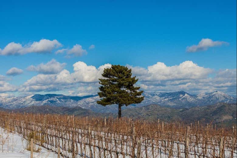 Vignobles en hiver
