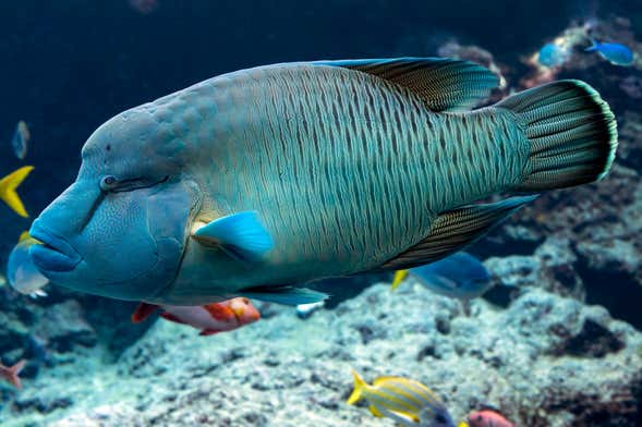 Billet pour l'Aquarium de Livourne