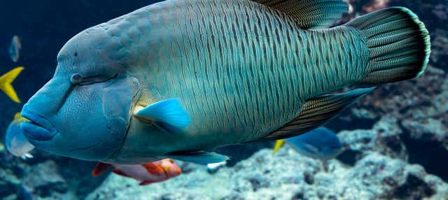 Biglietto per l'Acquario di Livorno 