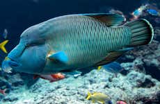 Biglietto per l'Acquario di Livorno