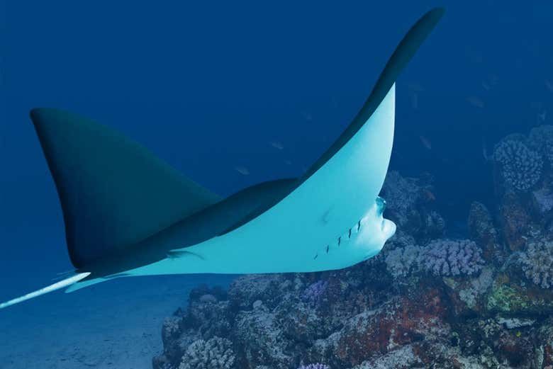 Mantarraya