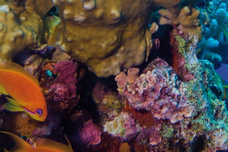 Poissons nageant entre les coraux