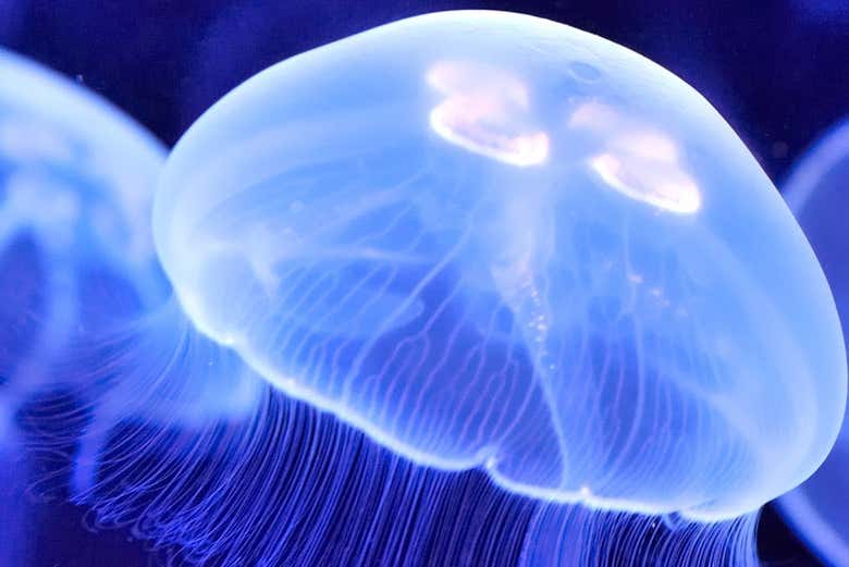 Medusas en el Acuario de Livorno