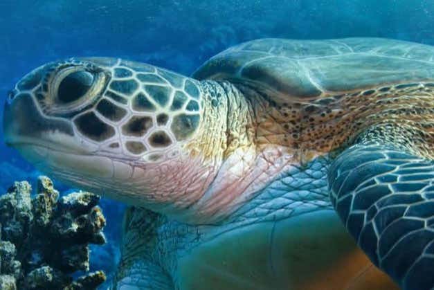 Tortugas marinas