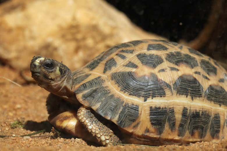 Tortuga araña