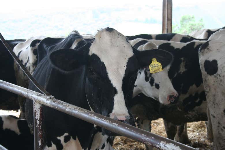 Vacas leiteiras