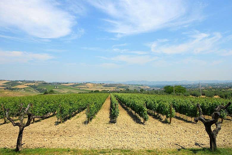 Le vignobles de Marchesi de Cordano