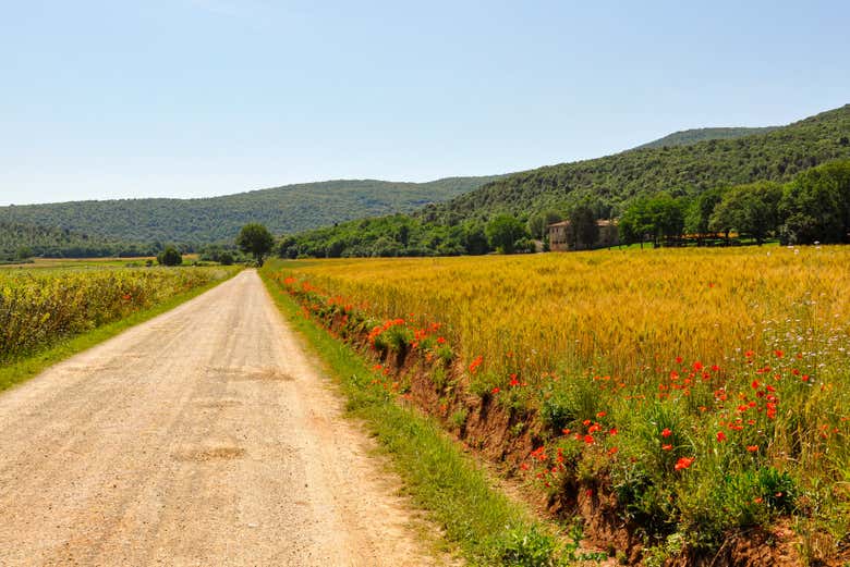 Campos da Via Francigena