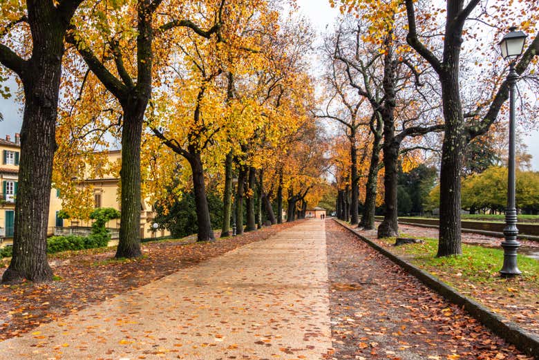 Promenez-vous dans la ville fortifiée de Lucques