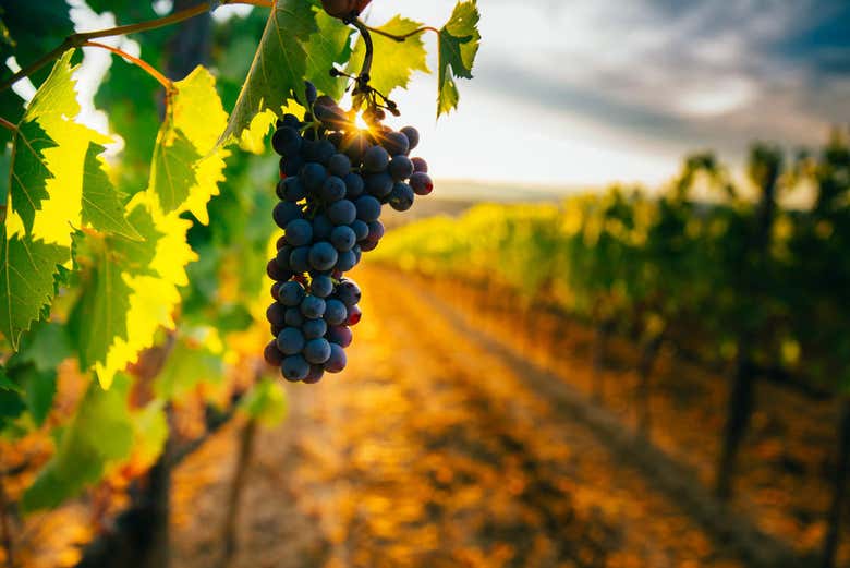 Il paesaggio vitivinicolo della Toscana