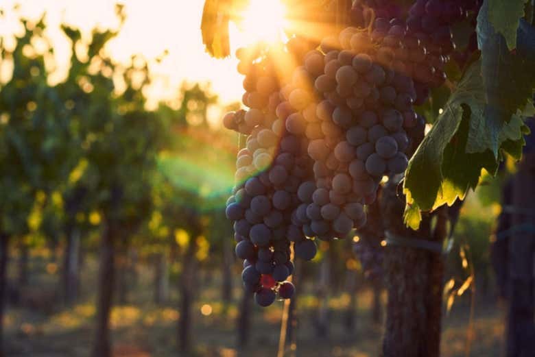 Gli splendidi vigneti della Toscana
