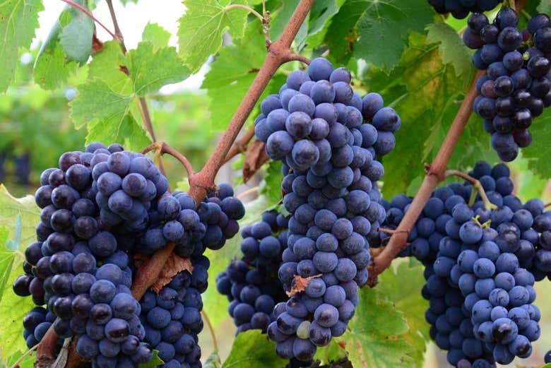I vigneti toscani