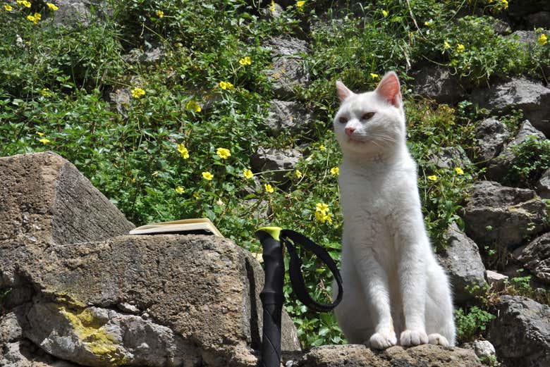 Un compagnon de voyage sympathique